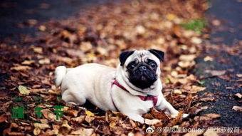 巴哥最新爆料微博视频,最新热点事件幕后真相